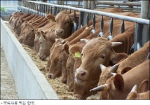 강화 섬 약쑥한우 본격 생산체계 가동