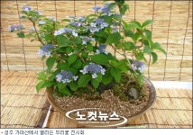 성주 가야산 야생화 전시회 개최