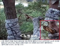 250년 명품 노송 되찾았지만 난도질에 고사 위기