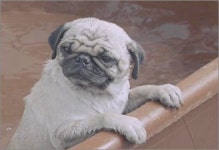 미즈사랑, 건어물녀와 강아지의 유쾌한 CF