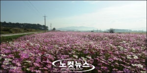 해바라기·코스모스·갈대 어우러진 고인돌 유적지 장관