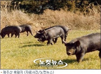 불에 그을린 '가짜 제주흑돼지' 유통 확인