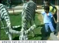 얼룩말의 탈을 쓴 당나귀