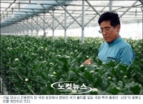 마산 국화 국화 종주국 일본에서도 인기만점