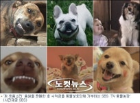 SBS TV 동물농장, 개 웃음 판매해 동물보호한다