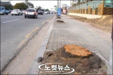 수십년된 벚나무들 도로확장으로 잘려나가