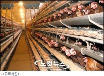 지열로 닭 길러 기름값 80% 줄인다?
