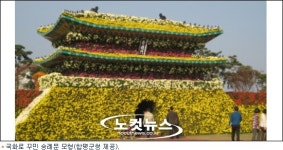 벌교 꼬막 맛과  남도의 국화향기