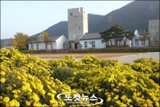 전북 고창 질마재 시인과 국화이야기