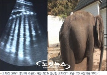 SBS TV 동물농장, 해외토픽감인 코끼리 임신 담았다