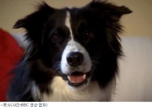 오스트리아 천재 개 벳시…340개 단어 암기