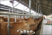 전남도, 구제역 차단위해 예비비 긴급투입
