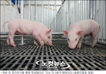 장기이식용 복제돼지 지노 2세 태어났다