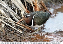 천연기념물 제449호 호사도요, 함평천에서 발견