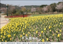 울산대공원 튤립 활짝…즐거움 풍성