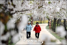 벚꽃 여심(女心)