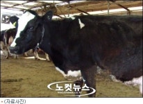 방역망 구멍…구제역 김포 발생, 내륙 상륙 비상