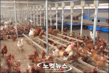 학대받는 닭VS행복한 닭, 어떤 달걀 드실래요?