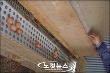학대받는 닭VS행복한 닭, 어떤 달걀 드실래요?