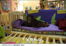 서울동물원, 아기동물 놀이방 5일 개장