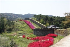 청보리밭 사잇길… 초록으로 물들다