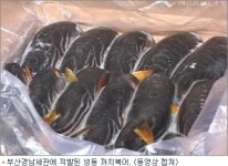 독성 검출된 중국산 까치복, 밥상에 오를뻔…