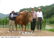 싸움소의 전설 범이 폐사…장례치르고 무덤도 만들어