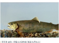 수산과학원, 무지개 송어 바닷물로 키우는 양식기술 개발