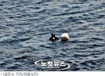해운대 해녀들의 눈물, 다이버가 사람잡네