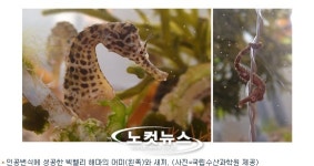 국립수산과학원, 세계 2번째 해마 인공번식 성공