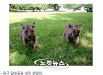 대구 달성공원에 새끼 호랑이 보러오세요!