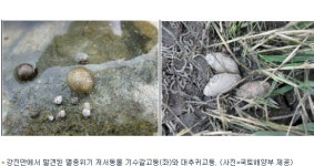 전남 강진만 갯벌서 멸종위기 동물 3종 서식