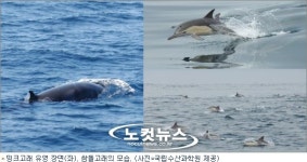 동해안 고래 개체수, 역대 최대치 기록