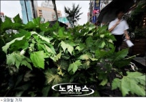 길 가던 시민, 가로수 맞아 숨져