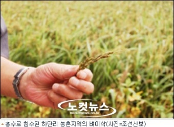 조선신보 