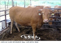 경주시, 경북한우 고급육경진대회서 최우수상 수상