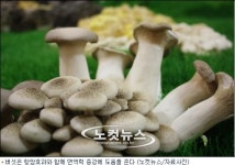 감기 뚝! 밥상 위의 보약 버섯