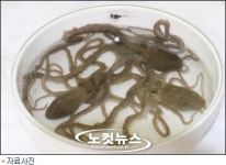 낙지·꽃게, 몸체와 내장 먹어도 안전한 수준