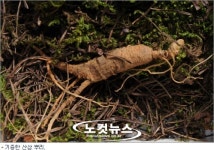 자연채취 산삼, 병마와 싸우는 이웃들에 선물