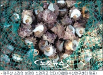 제주산 소라, 성장속도 감소