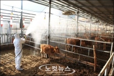 청정한우 대명사 강원도 뚫렸다