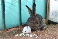 토끼해 맞아 체중 8kg 슈퍼토끼 떴다