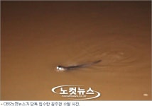 [단독] 강원도 원주천 수달이 산다