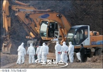 살처분 인력난 때문에 구제역 SOP 있으나 마나