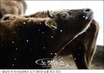 자식 같은 소를 하늘에 맡겨야 하나 축산농가의 한숨