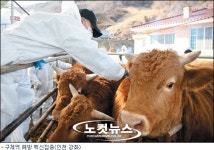 인천 강화, 계양서 한우·젖소 구제역 확진 판정