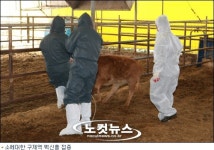 충남 위험지역내 의심신고 4건 구제역 양성... 신규 발생은 없어
