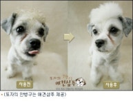 강아지 샴푸 잘못하면 독? 오히려 피부병 유발할수도