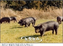 일반돼지가 제주산 흑돼지로 둔갑되는 이유는?