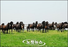 아르헨 세계 명마 본비반트 장흥에 온다